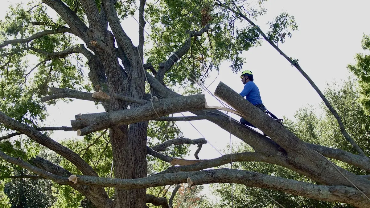 Professional Hazardous Tree Removal performed by certified arborists in Carey